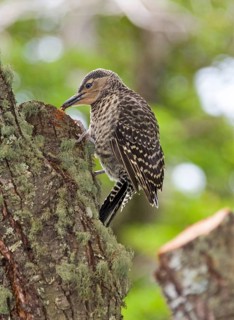 Ribboned Woodpecker