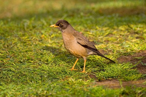 Magellan Thrush