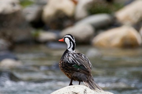 Torrent Duck