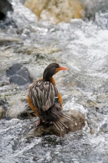 Torrent Duck