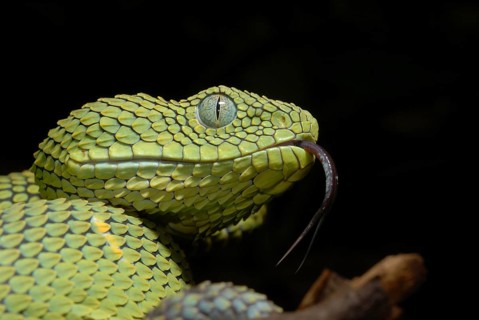 West African Bush Viper