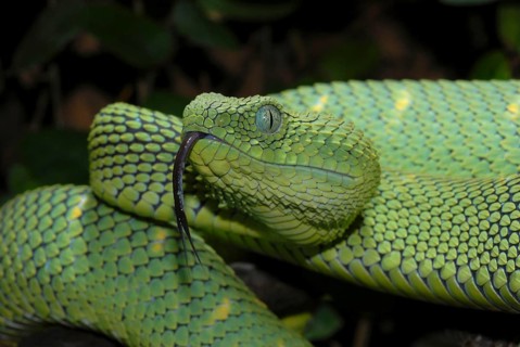 West African Bush Viper