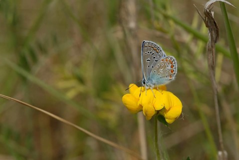 Oak chip butterfly
