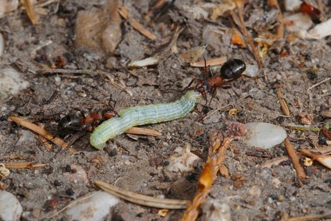 Wood ants with peeper caterpillar