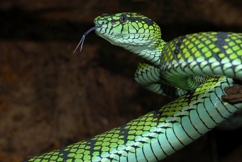 Sumatran jewelled viper