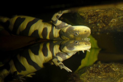 Tiger salamander