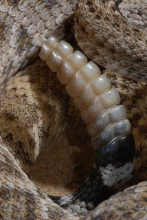 Texas Rattlesnake