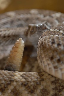 Texas Rattlesnake
