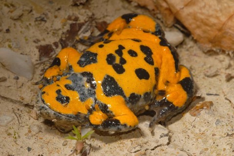 Yellow-bellied toad
