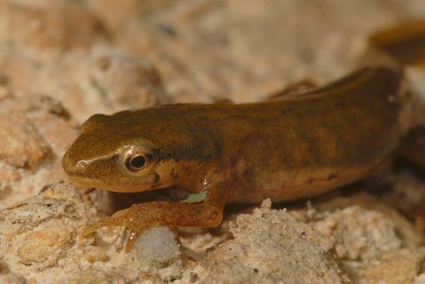 Threaded newt