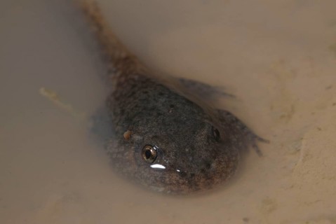 Midwife toad