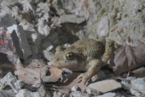 Midwife toad