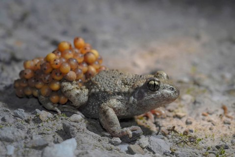 Midwife toad with ice strings