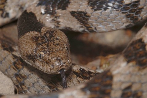 European Cat Snake