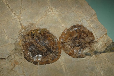 Fossil turtles