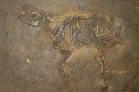 primeval horse