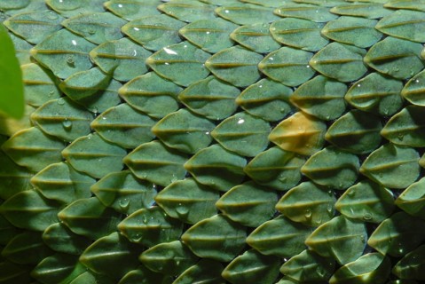 West African Bush Viper