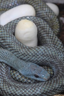 Japanese island snake with eggs