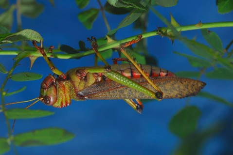 Foam insect