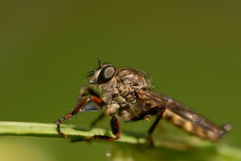 Robber fly