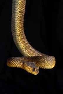 Usambara bush viper