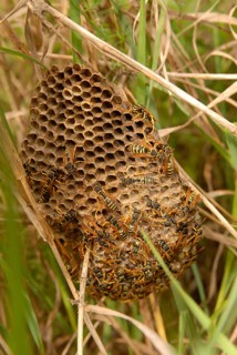 European Paper Wasp