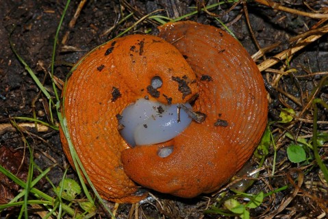 Snail