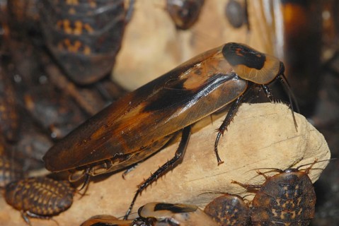 Madagascar Giant Foxy Cockroach