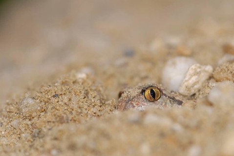 Garlic toad