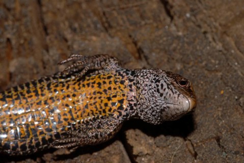 Common Lizard