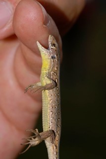 Green lizard