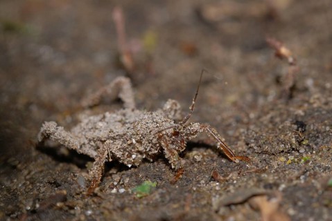 Predatory bug