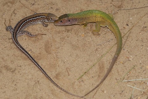 Green lizard