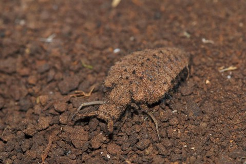 Ant lion