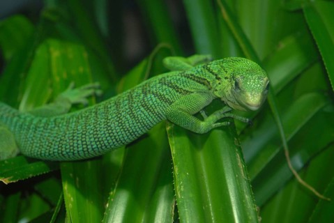 Emerald Monitor