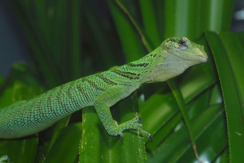 Emerald Monitor