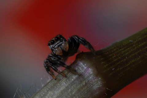 Jumping spider