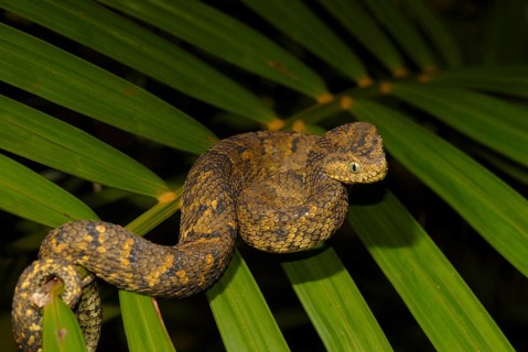 Usambara bush viper