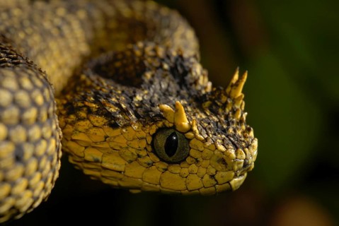 Usambara bush viper