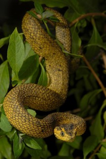 Usambara bush viper