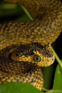 Usambara bush viper