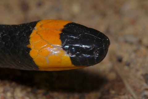 North American Coral Snake