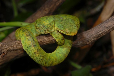 West African Bush Viper