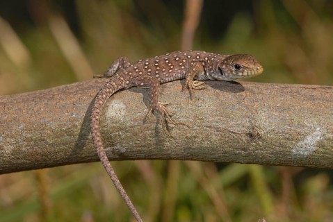 Young pearl lizard