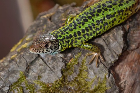 Writer's lizard
