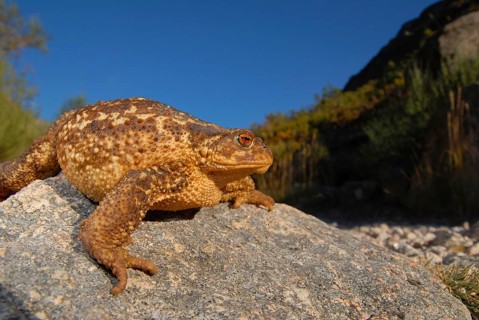 Mediterranean croet