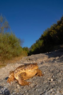 Mediterranean croet