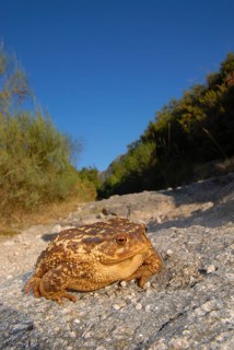Mediterranean croet