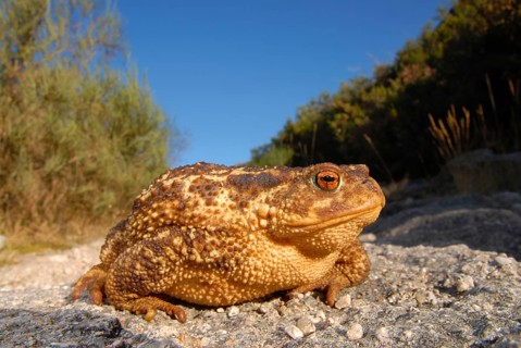 Mediterranean croet