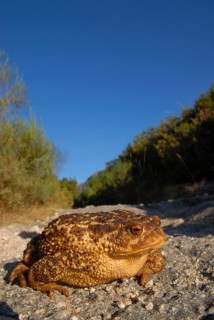 Mediterranean croet